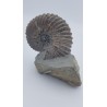 ammonite (Hoplite dentatus)