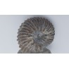 ammonite (Hoplite dentatus)