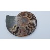 ammonite (Cleoniceras)