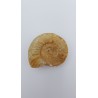 ammonite (Choffatia. Sp)