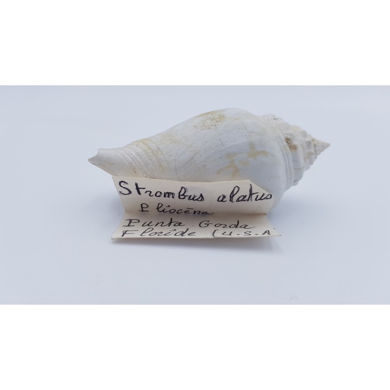 coquillage (Strombus alatus)