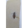 larve de libellule (Libellula doris)