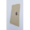 larve de libellule (Libellula doris)