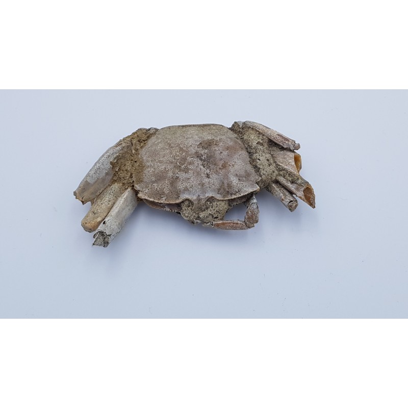 crabe (Macrophthalmus. Sp)