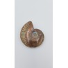 Ammonite (Cleoniceras besairiei) 1