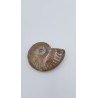 Ammonite (Cleoniceras besairiei) 1