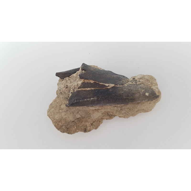 Cheval primitif (Plagiolophus annectens) 3