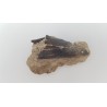 Cheval primitif (Plagiolophus annectens) 3