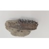 Cheval primitif (Plagiolophus annectens) 7