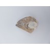 Coquillage fossile avec cristaux
