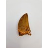 Fossile de dent de dinosaure Carcharodontosaurus