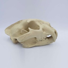 Moulage, crâne de jaguar (Panthera onca)