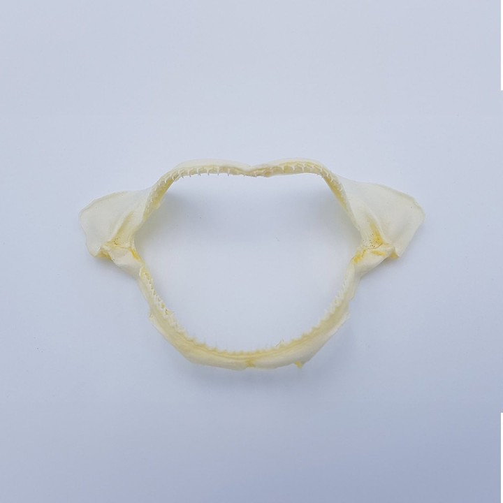 mâchoire de requin