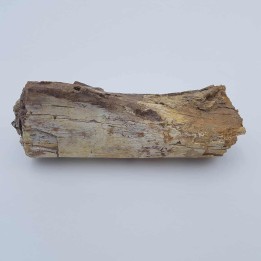 Dinosaure à bec de canard (Edmontosaurus)