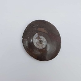 Ammonite (Goniatite)