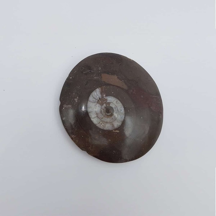 Ammonite (Goniatite)