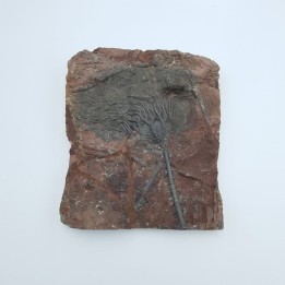 crinoïde (Scyphocrinites elegans)