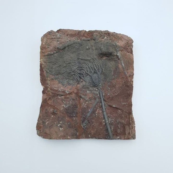 crinoïde (Scyphocrinites elegans)