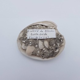 bivalve fossile