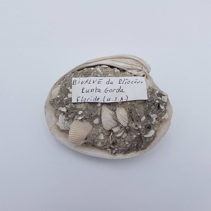 bivalve fossile