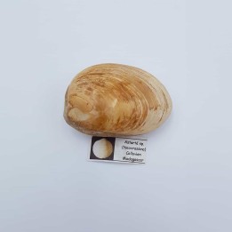 coquillage bivalve fossile (Astarté. Sp)