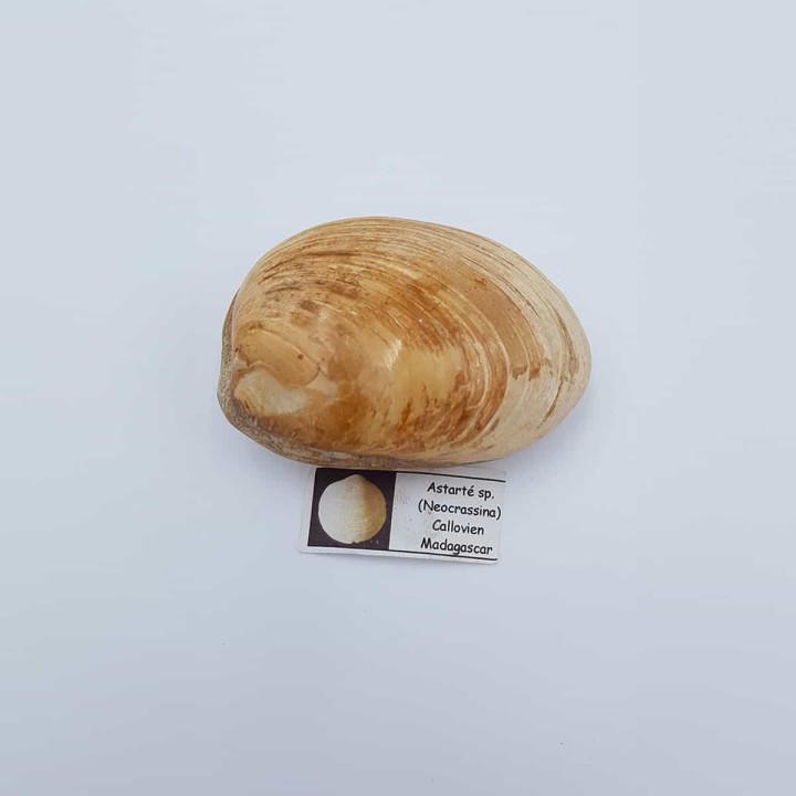 coquillage bivalve fossile (Astarté. Sp)