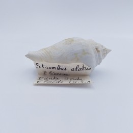coquillage fossile (Strombus alatus)