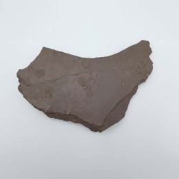 méduses fossiles avec trace de pas d'amphibien