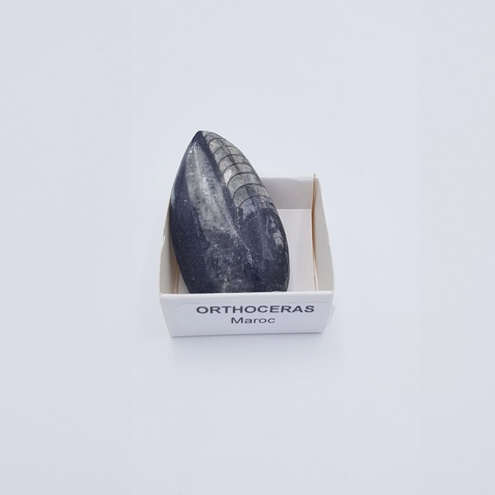 Orthoceras