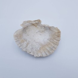 Grand pecten (Chlamys albina) fossile