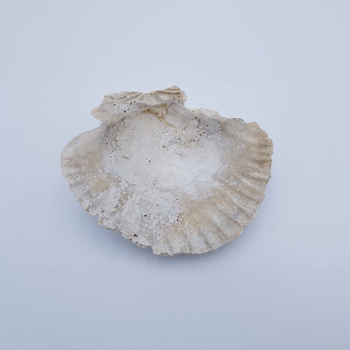 Grand pecten (Chlamys albina) fossile