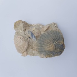 Pecten fossile