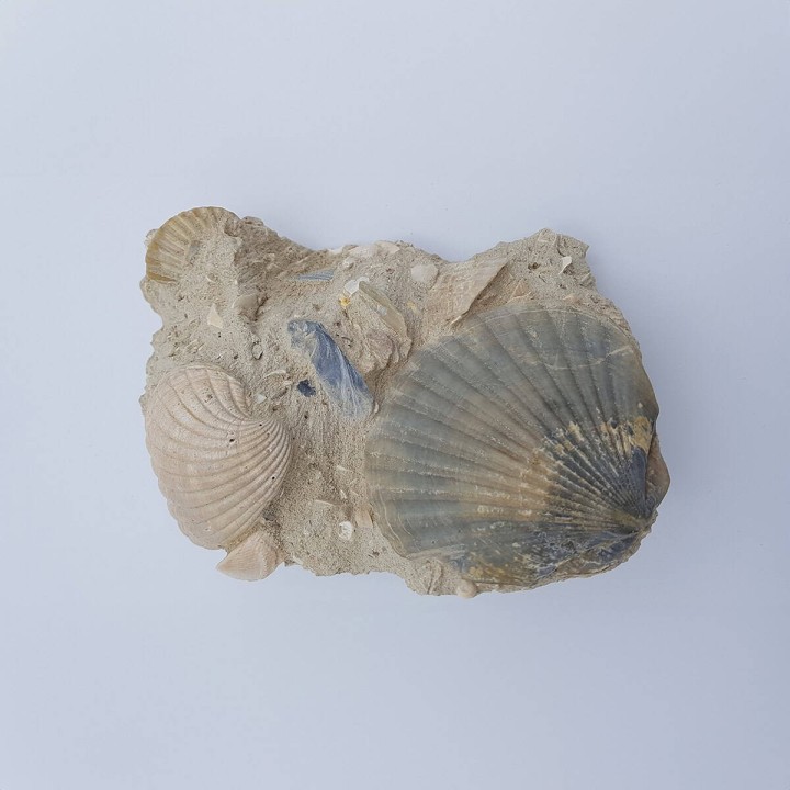 Pecten fossile