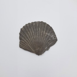 Pecten (Pecten)