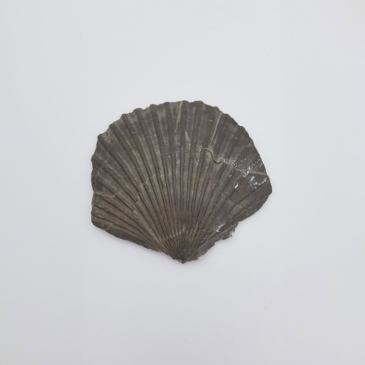 Pecten (Pecten)