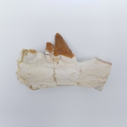 Baleine primitive (Basilosaurus, Sp)
