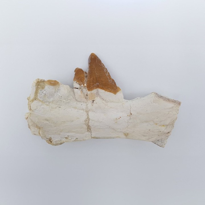 Baleine primitive (Basilosaurus, Sp)