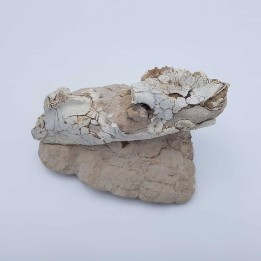 Oréodont 1 (Merycoidodon culbertsoni)