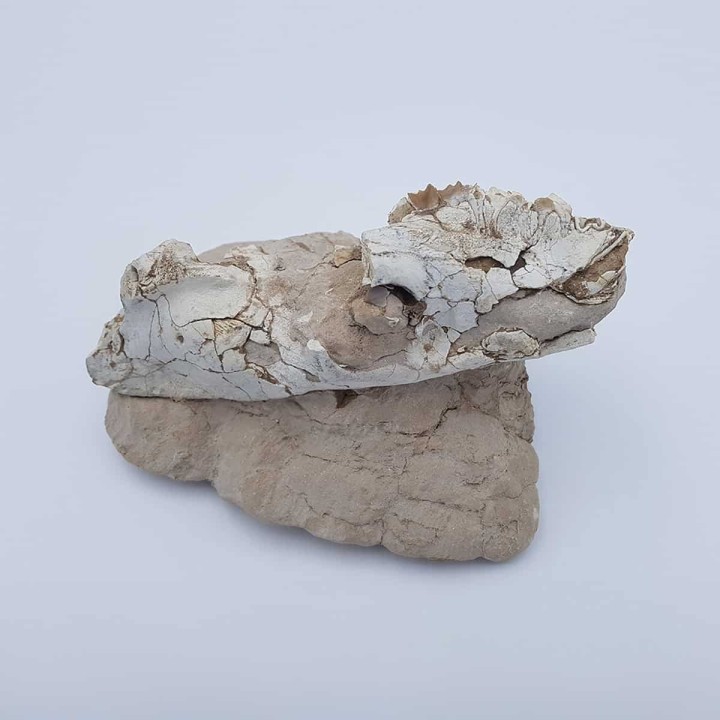 Oréodont 1 (Merycoidodon culbertsoni)