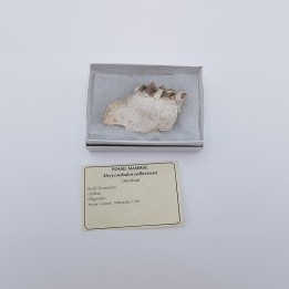 Oréodont (Merycoidodon culbertsoni)