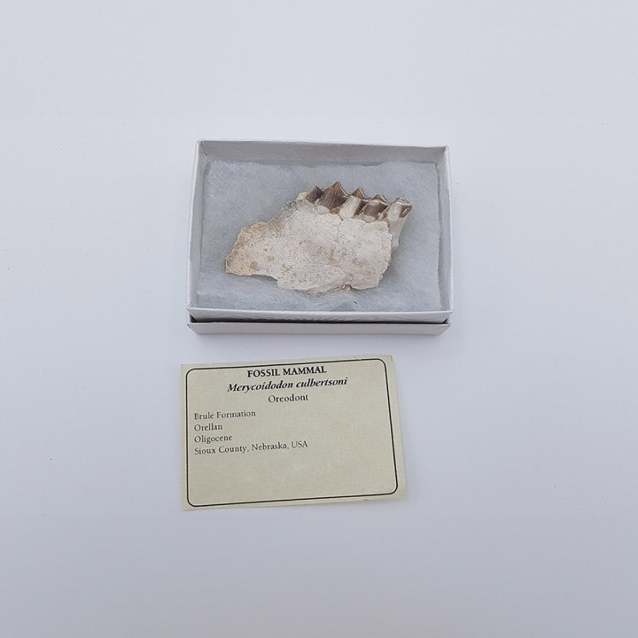 Oréodont (Merycoidodon culbertsoni)