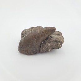 Tapir primitif (Lophiodon. sp)