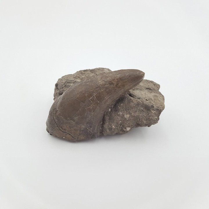 Tapir primitif (Lophiodon. sp)
