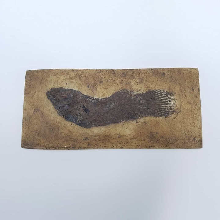 Amia fossile de Messel Cyclurus kehreri