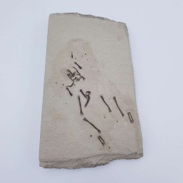 Grenouille fossile (Rana aquensis)