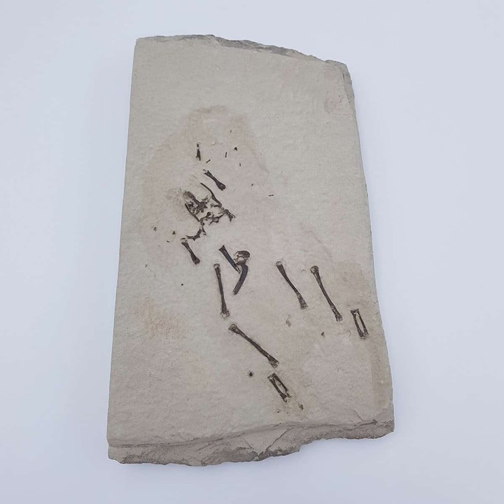 Grenouille fossile (Rana aquensis)