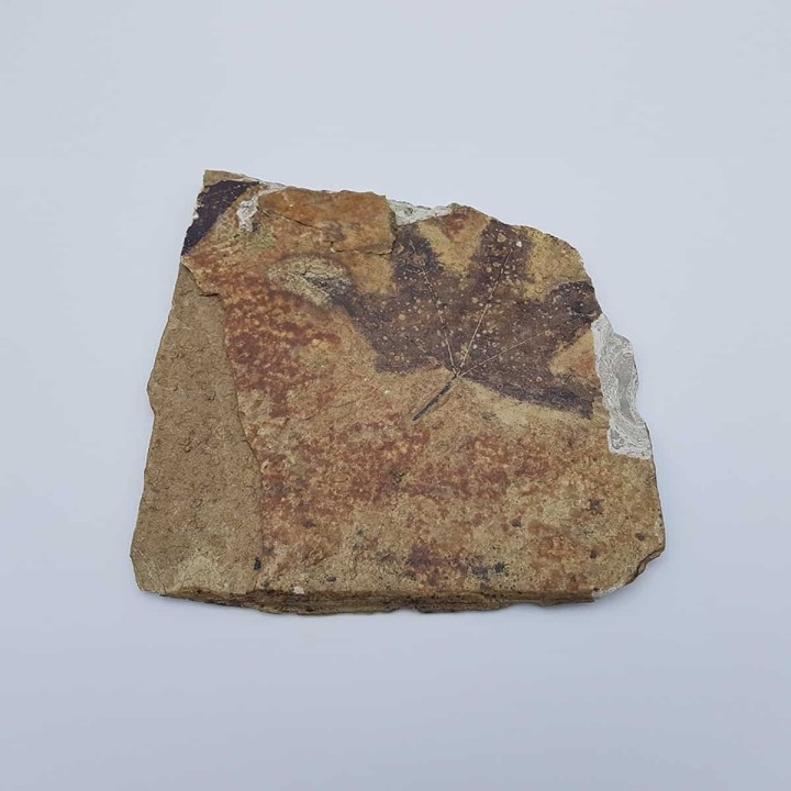 Feuille d'érable