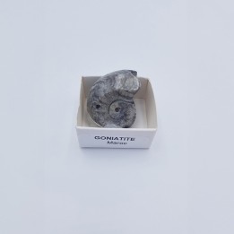 Goniatite