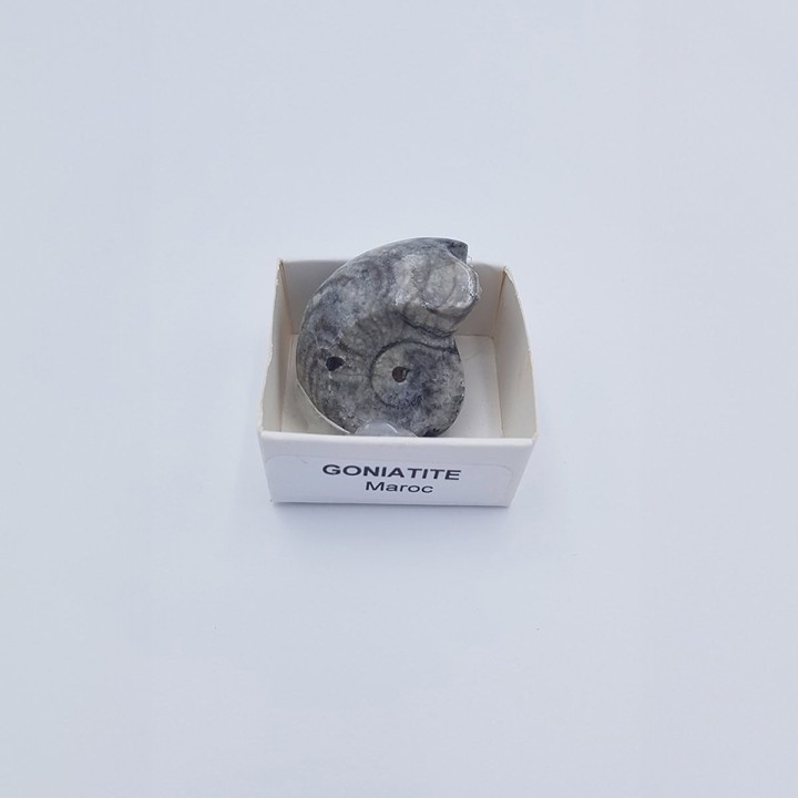Goniatite