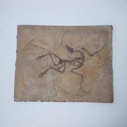 Archæoptéryx (Archaeopteryx lithographica)